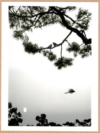 Item #11305 SIGNED - PENTTI SAMMALLAHTI - Magpies, Seoul, South Korea, 2016 - 6" x 6" MAGNUM...