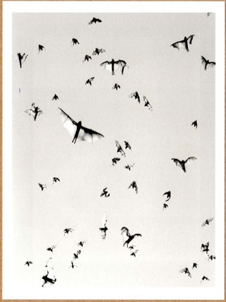 Item #3645 SIGNED - TRENT PARKE FLYING FOXES, MINUTES TO MIDNIGHT, AUSTRALIA, 2004 LTD 6" x 6"...