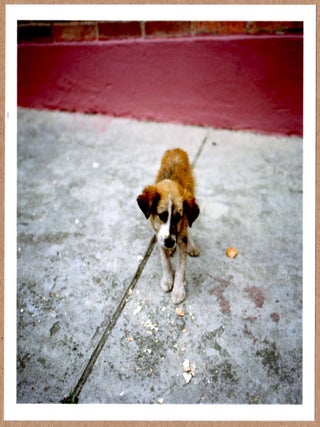 Item #3776 SIGNED - ALEC SOTH - DOG DAYS BOGOTA, COLOMBIA, 2003 - LTD 6" x 6" MAGNUM ARCHIVAL...