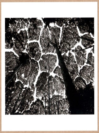 Item #4337 SIGNED - STUART FRANKLIN - KEPONG FOREST CANOPY, MALAYSIA 1996 - RARE 2014 LTD 6" x 6"...