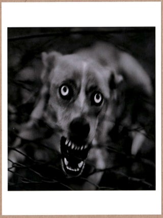 Item #4415 SIGNED - GIACOMO BRUNELLI - UNTITLED (DOG). ITALY. 2006. FROM THE BOOK ANIMALS - LTD...